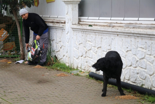 Yalova’da Sokak Hayvanlarına Yiyecek Dağıtıldı