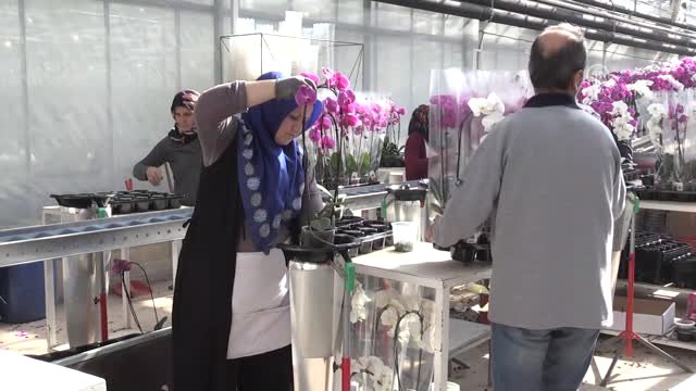Suudi Arabistan’dan Orkideye Sevgililer Günü Talebi
