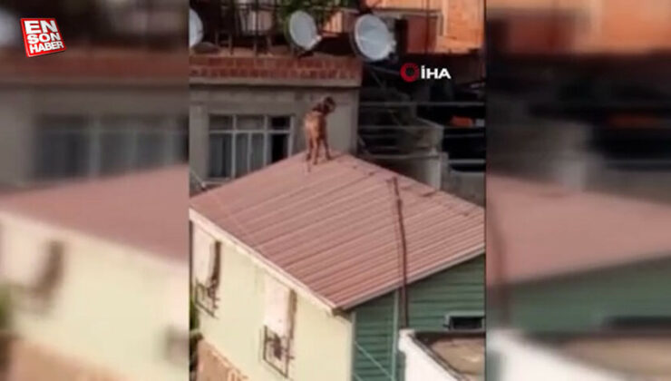Adana’da mahalleli inatçı keçiyi çatıdan indirmek için seferber oldu