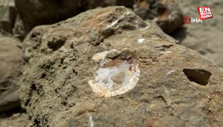 Muş’ta 20 milyon yıllık deniz canlıları fosili bulundu
