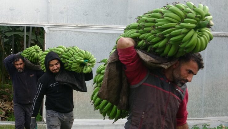 Mersin’de hasat başladı! Bahçede 16 lira olan muzun kilosu markette 30 lira