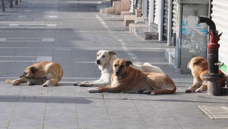 Son 21 ayda 40’ı çocuk 92 kişi sokak köpekleri yüzünden hayattan koparıldı