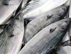 Bu dönem palamuttaki artışla birlikte balık tüketiminin de artması beklentisi hakim