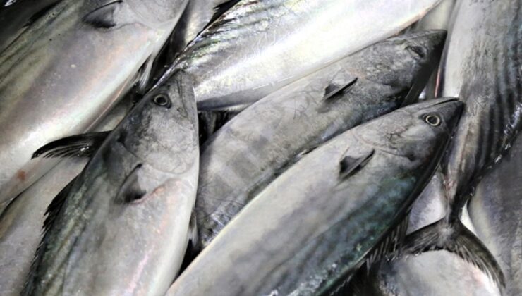 Bu dönem palamuttaki artışla birlikte balık tüketiminin de artması beklentisi hakim