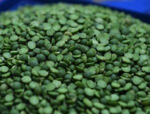 Kırşehir’de yeşil mercimek üretim alanı yüzde 70 arttı