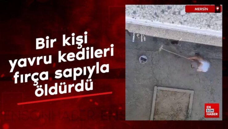 Manisa’da bir kişi yavru kedileri fırça sapıyla öldürdü