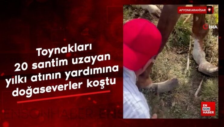 Afyonkarahisar’da toynakları 20 santim uzayan yılkı atının yardımına doğaseverler koştu