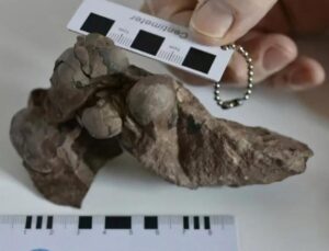 80 milyon yıllık dinozor yumurtaları keşfedildi