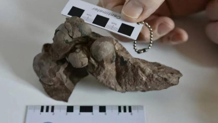 80 milyon yıllık dinozor yumurtaları keşfedildi