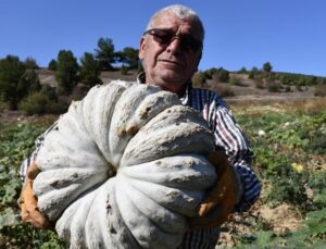 Bilecik’in uzun raf ömürlü kestane kabağında hasat başladı