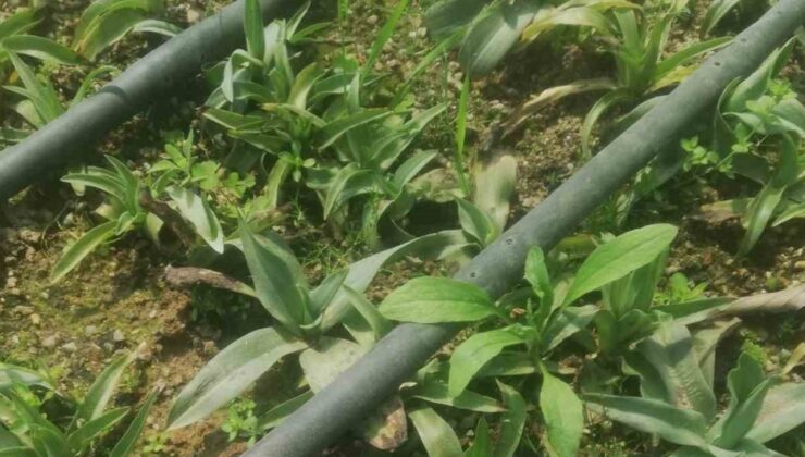 Denizli’de yeni dönemin birinci salepleri ekildi