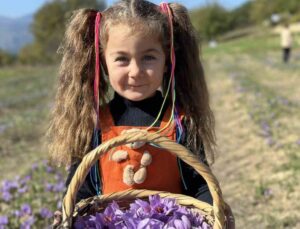 Karabük’te safran 450 bin TL’den satılacak