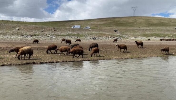Ağrılı besiciler zorda: 120 bin lira maaşla çoban bulamıyorlar