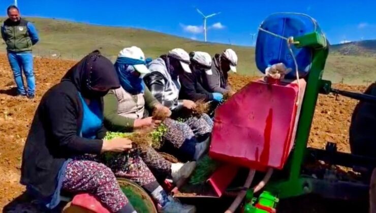 Afyonkarahisar’da atıl yerler kekikle canlanıyor